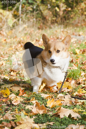 Image of dog in fall