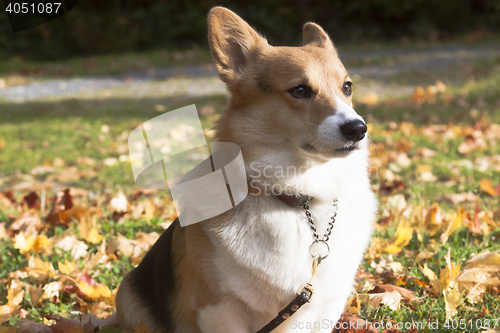 Image of dog in fall leaves