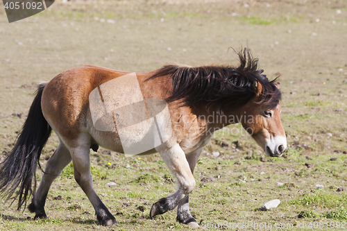 Image of pony