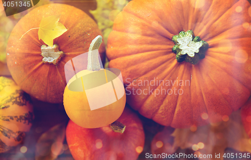 Image of close up of pumpkins on wooden table at home