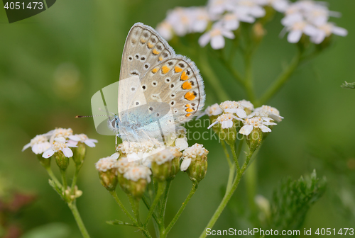 Image of Common Blue  butterfly