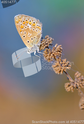 Image of Common Blue (Polyomathus icarus) butterfly