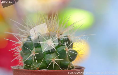 Image of Single small decorative cactus