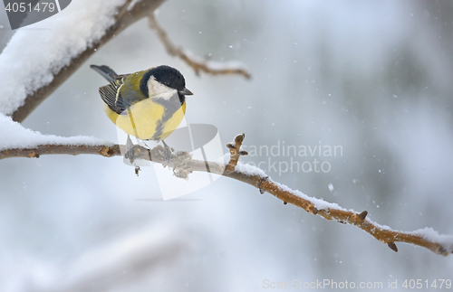 Image of great tit on tree brunch 