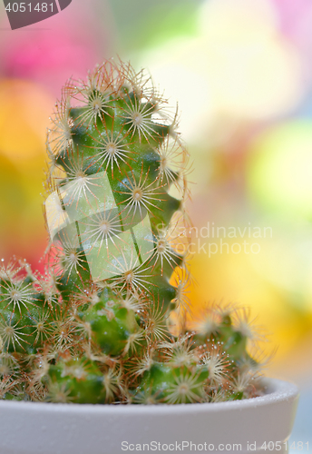 Image of Single small decorative cactus 