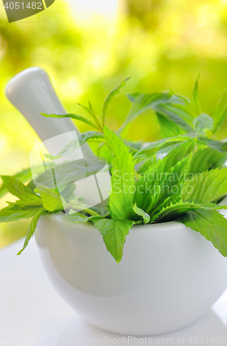 Image of branch of fresh mint 