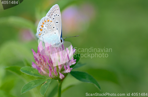 Image of Common Blue  butterfly