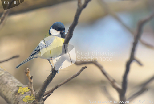 Image of Tit bird on a branch