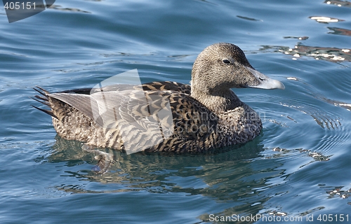 Image of Female eider.