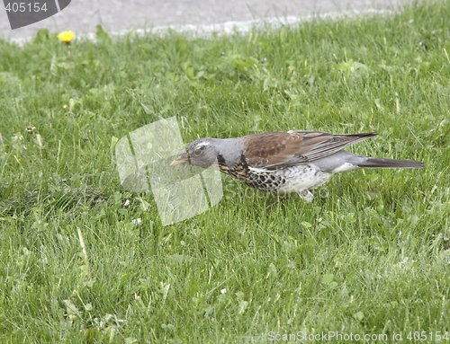 Image of Fieldfare