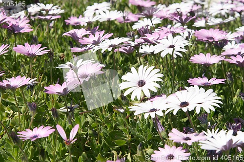 Image of spring texture