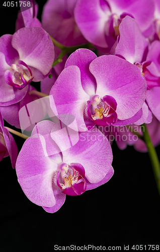 Image of Orchid or Orchidaceae