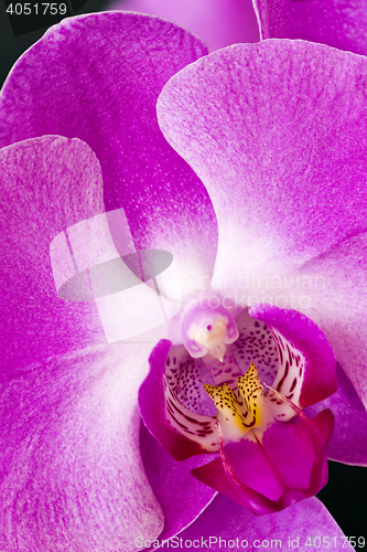 Image of Orchid or Orchidaceae