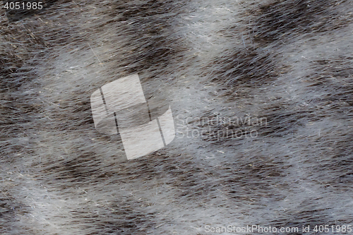 Image of Real sealskin background