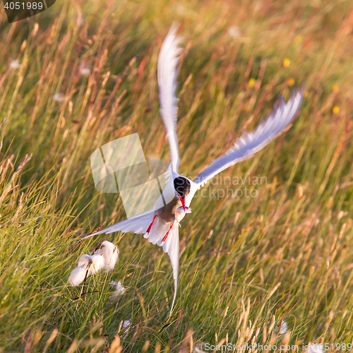 Image of Arctic tern with a fish - Warm evening sun