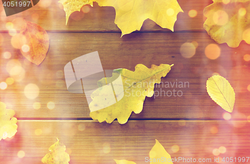 Image of close up of many different fallen autumn leaves