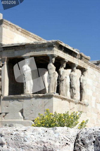 Image of flowers and history