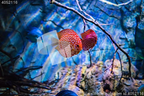 Image of Symphysodon discus in an aquarium on a blue background
