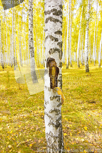 Image of autumn forest