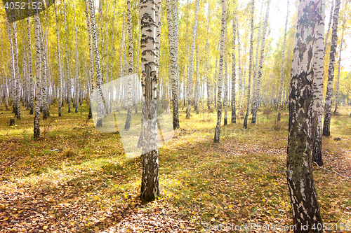 Image of autumn forest