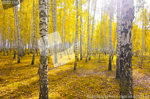 Image of autumn forest