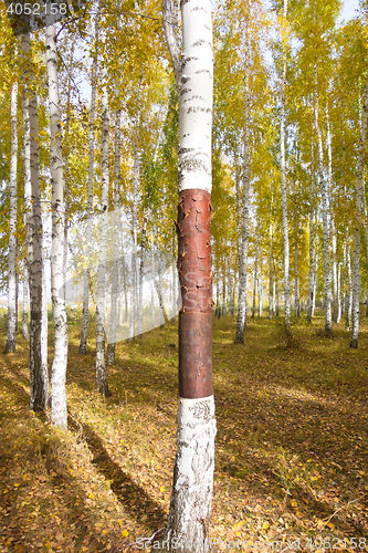 Image of autumn forest