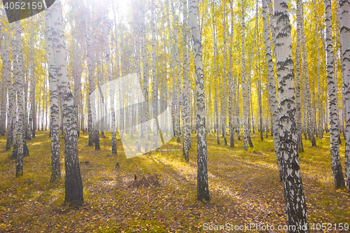 Image of autumn forest
