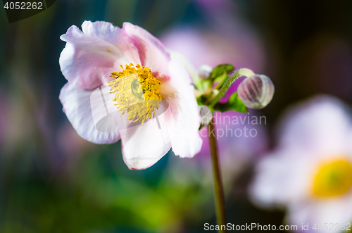 Image of Pale pink flower Japanese anemone, close-up