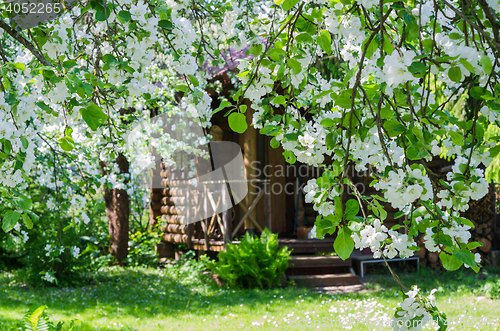 Image of Garden with blossoming apple-trees