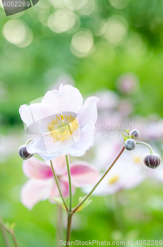 Image of Pale pink flower in the garden, close-up