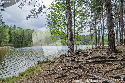 Image of Bare root trees near the forest lake