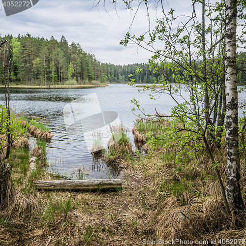 Image of Spring landscape in the forest lake