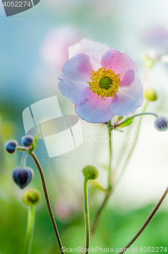Image of Pale pink flower Japanese anemone, close-up