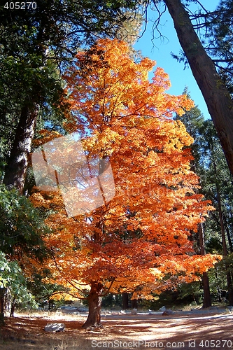 Image of Autumn Tree