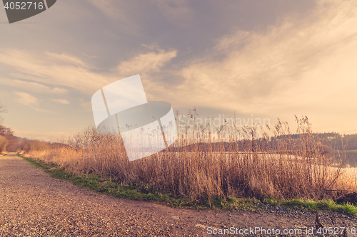 Image of Reeds by a road in the winter