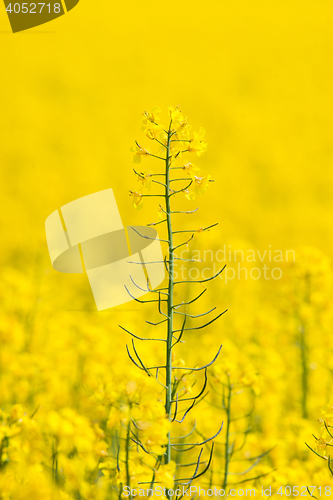 Image of Rapeseed flower rising up on a field