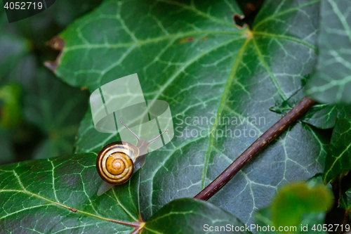 Image of Snail on a green ivy leaf