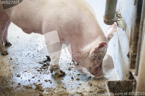 Image of Dirty pig standing in mud