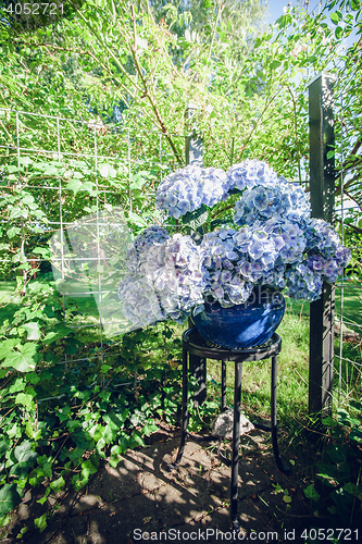 Image of Hortensia flowers in a blue flowerpot