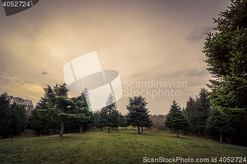 Image of Landscape with pine trees in the dawn