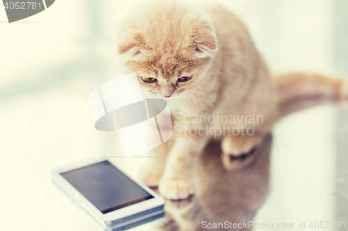 Image of close up of scottish fold kitten with smartphone