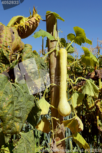 Image of Tromboncino squash on the vine 