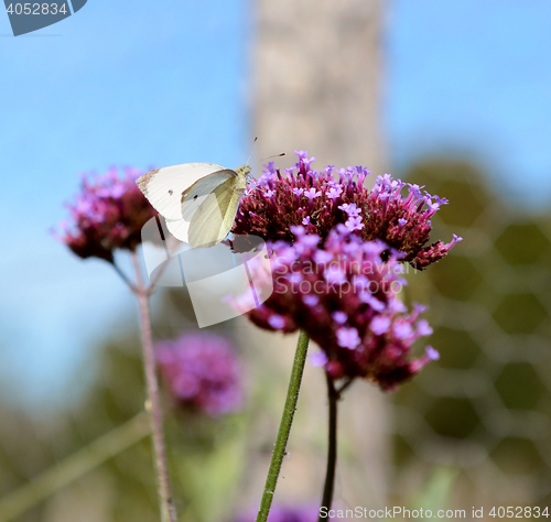 Image of Cabbage white butterfly on purple verbena flowers