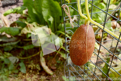 Image of Brown Russian cucumber growing on the vine