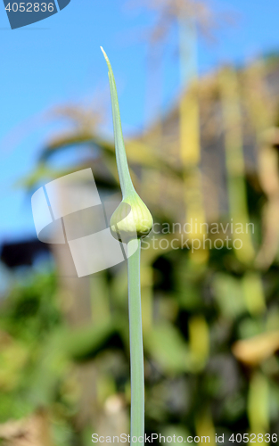 Image of Garlic scape in a vegetable garden