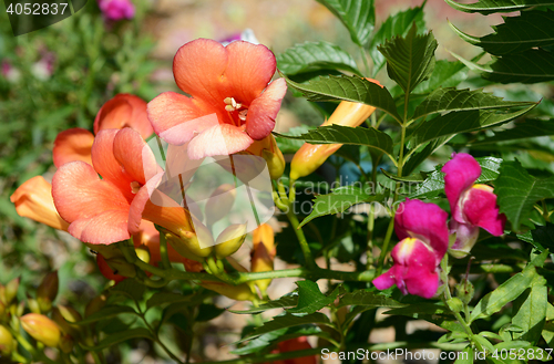 Image of Campsis - trumpet vine - flowers