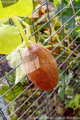 Image of Brown Russian cucumber growing on wire netting