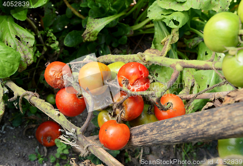 Image of Split and blight-afflicted cherry tomatoes
