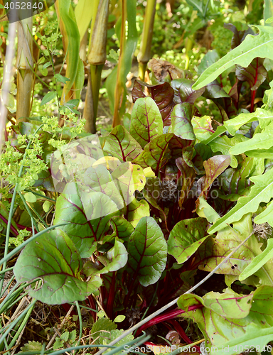 Image of Beetroot growing surrounded by salad leaves