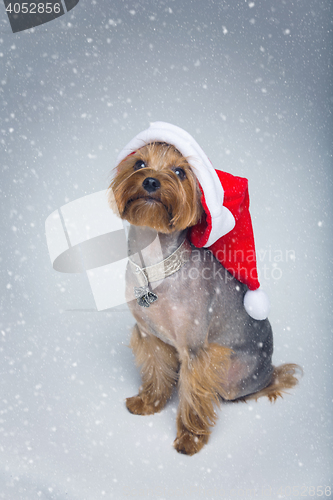 Image of Yorkshire terrier dog in christmas cap